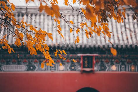 Beijing Autumn Autumn Landmark Forbidden City Picture And Hd Photos