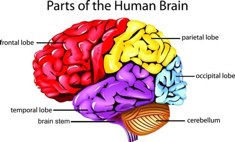 Take This Brain Quiz And Test Your Knowledge