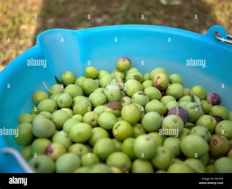 Bucket Full Of Picked Green Olives Close Up Stock Photo Alamy