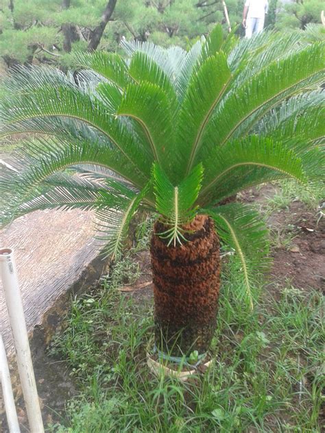 Harga Pohon Sikas Murah Berkualitas | tukang taman