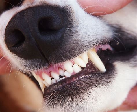 Fractured Or Broken Teeth In Dogs And Cats