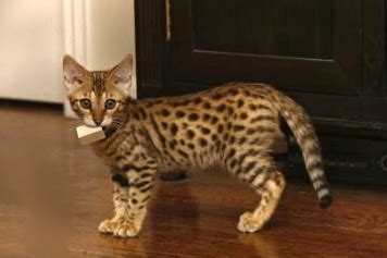 We have one f4 kitten available now. Savannah Cat Owners #1 Guide! | Kitten Cost, Breeders, Advice