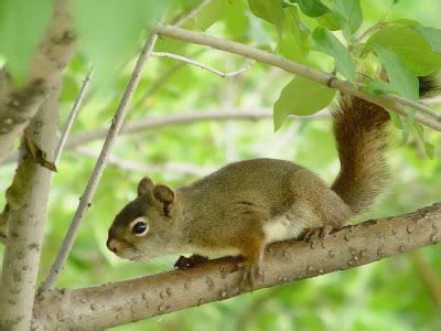 No matter how good a squirrel can jump, it will fall eventually. Veiled Kaleidoscope: Musings of a Blogging Housewife ...