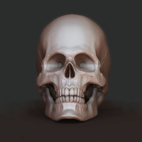 Human Skull Free 3d Models Download Free3d