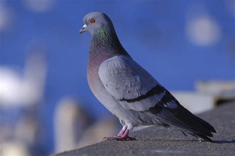 Pigeons - Animal Aid
