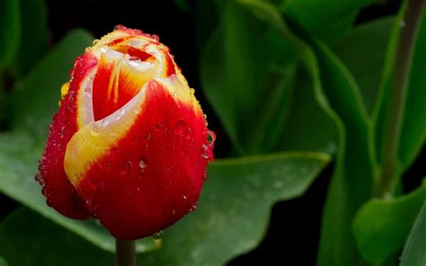 Tulip Bud Flower Drops Spring Nature Wallpaper 1680x1050 23636