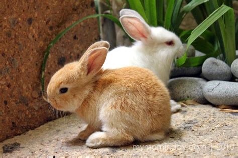 For the girl/boy who can't find a name for her/his black and white bunny you should totally name it snoopy. My Mom-Friday: Pets and Kids