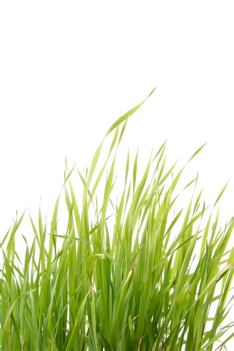 Grass Free Stock Photo Public Domain Pictures