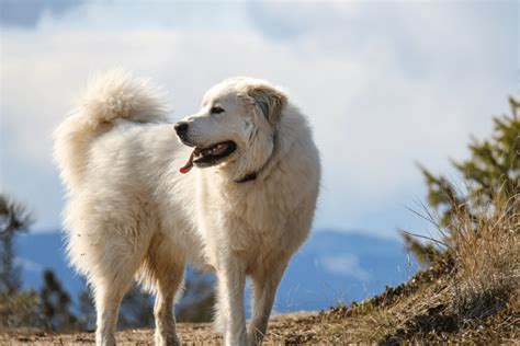 23 All White Dog Breeds Of Every Shape And Size