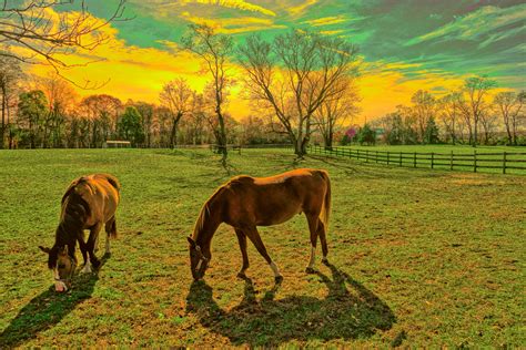 Horse Pasture Photo Gene Zonis Photos At