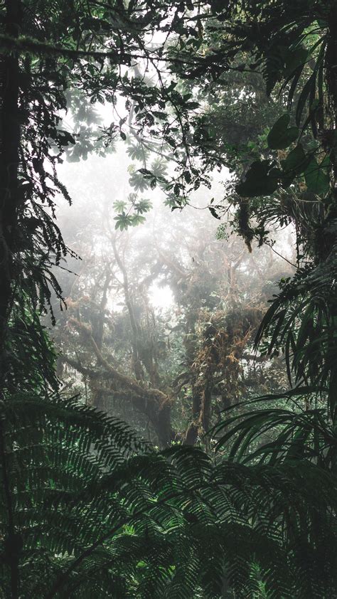 Download Wallpaper 1350x2400 Jungle Forest Fog Trees Bushes