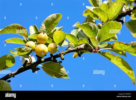 Golden Hornet Crabapples Hi Res Stock Photography And Images Alamy