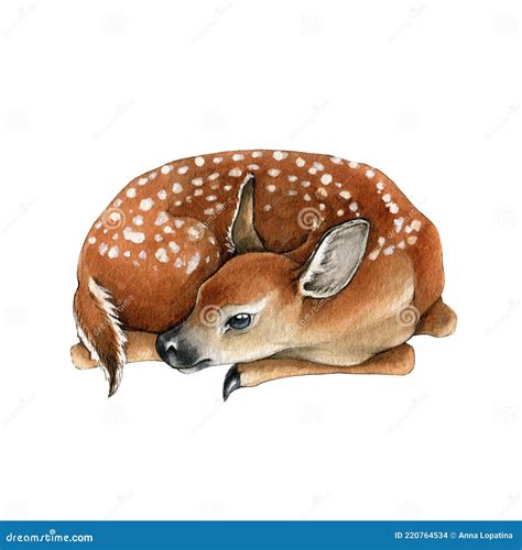 Forest Deer Cub Beautiful Fawn Hand Drawn Image Watercolor Sleeping