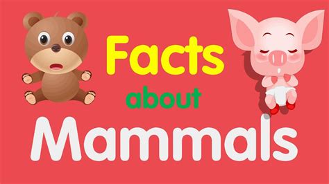 Facts About Mammal Facts Video For Kids Mammals And Their Facts