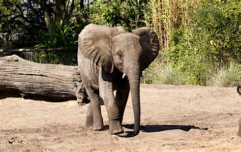 Photos Of 4 Year Old Baby Elephant Stella From January 2021 At Disneys