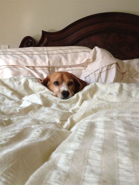 22 Tired Dogs That Are In Your Bed And Hogging All The Sheets With