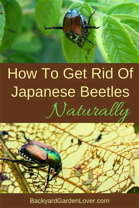 How To Get Rid Of Japanese Beetles And Save Your Garden Garden Bugs
