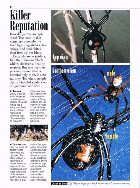 Spiders Online Magazine And Teachers Guide The Teachers Cafe