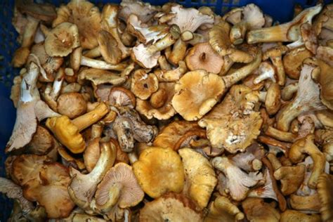Northwest Wild Mushrooms In Short Supply Nw News Network