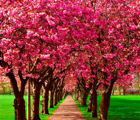 Wallpaper Allee Spring Nature Flowering Trees