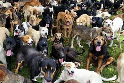 Top 10 Best Human Friendly Dog Breeds