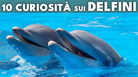 10 CuriositÀ Sorpendenti Sui Delfini The Animal Hou🦎e Youtube