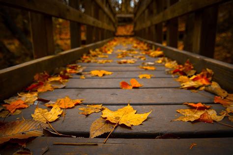 Autumn Leaf Falling Wallpapers Wallpaper Cave