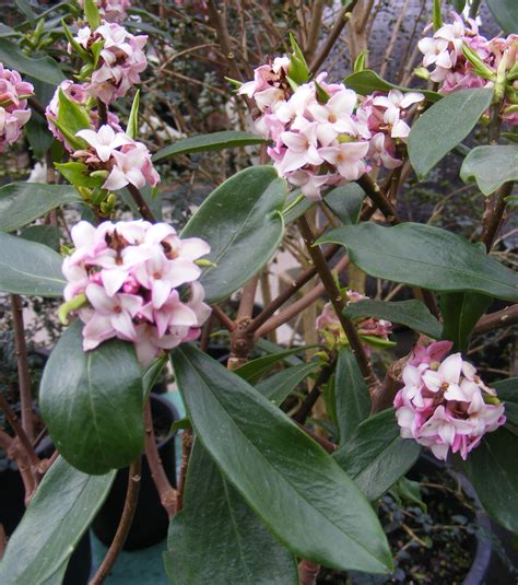 Daphne Odora More On Fragrant Winter Blooming Trees And Shrubs At