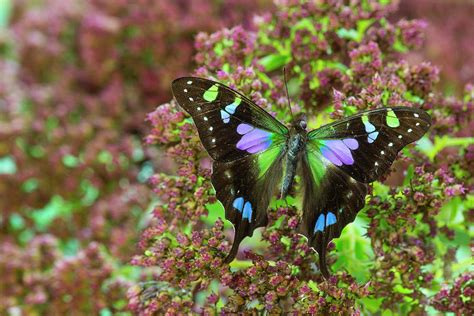 Purple Spotted Swallowtail Butterfly Photograph By Darrell Gulin Fine