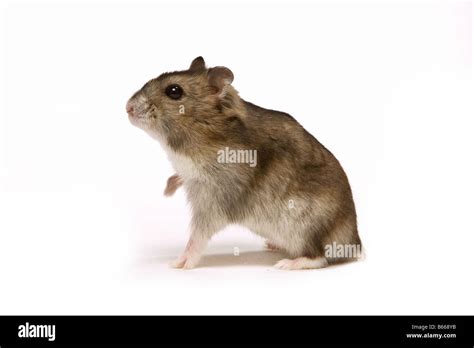 Little Brown Hamster Photographed In Profile Shot Stock Photo Alamy