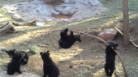 Bear Cubs Playing Youtube
