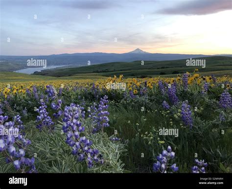 Wildflowers And Mt Hood At Sunset Stock Photo Alamy