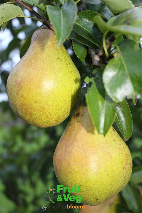 Pear Doyenne Du Comice Grow Veg And Fruit By Brighter Blooms