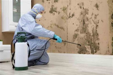 How Much Does Mold Removal Cost Servmold Of Dallas
