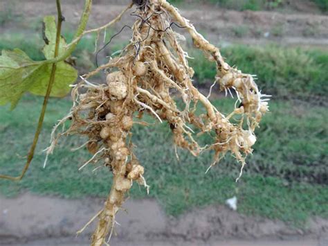 How To Control Root Knot Nematodes In Your Garden Gardenerpath