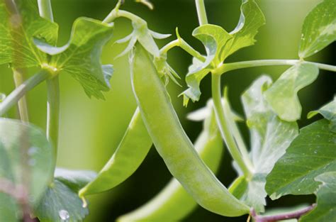 As a result, when to plant sugar snap peas will depend on your climate. Grow sugar snap peas (in pictures) - gardenersworld.com