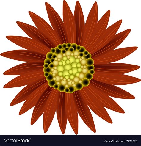 Elegant Perfect Orange Sunflower On White Vector Image