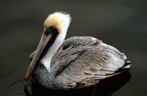 Brown Pelican Pelecanus Occidentalis Natureworks