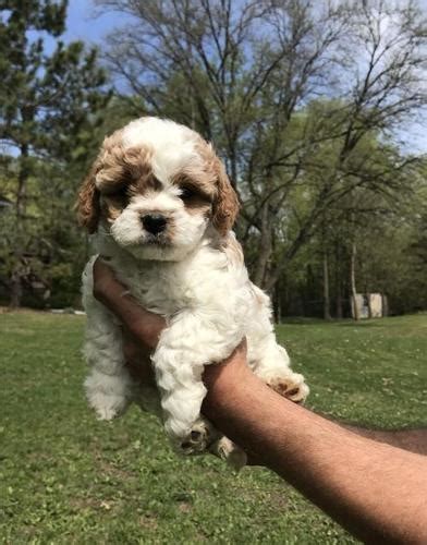 Our goal is to provide you with the perfect puppy! Cavapoo Puppy for Sale - Adoption, Rescue for Sale in Watertown, Minnesota Classified ...
