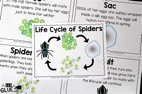 Habitat of the camel spider. Spiders: An Animal Study