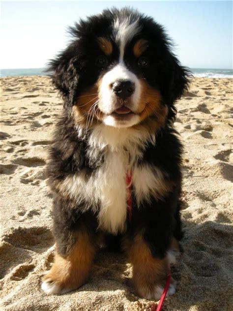 30 Cute Bernese Mountain Dog Puppies Fallinpets