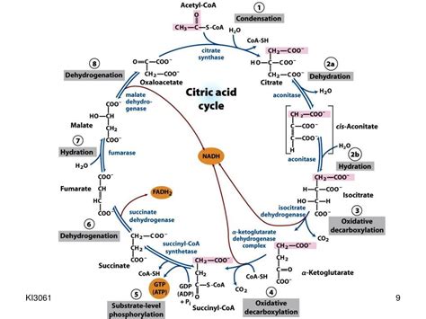 Ppt Siklus Asam Sitrat Siklus Krebs Powerpoint Presentation Free
