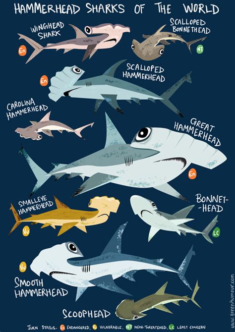 Green Humour Hammerhead Sharks Of The World