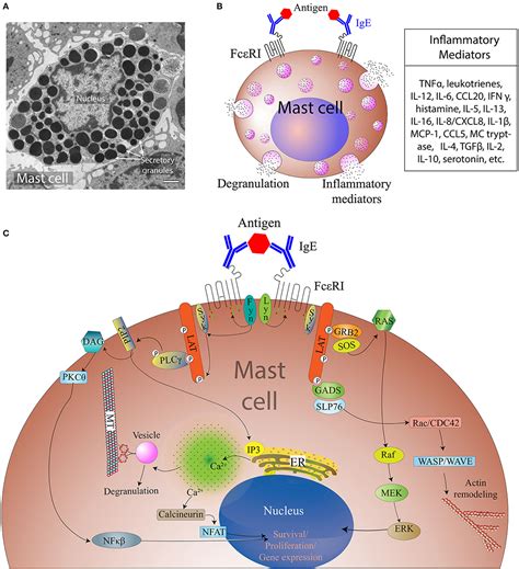Frontiers Emerging Roles Of Mast Cells In The Regulation Of Lymphatic