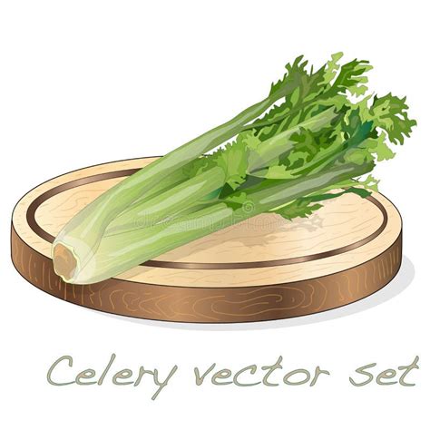 Celery Illustration Set On White Backgrond Vector Image Stock Vector