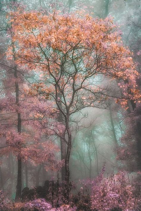 Magical Forest Beautiful Nature Nature Photography