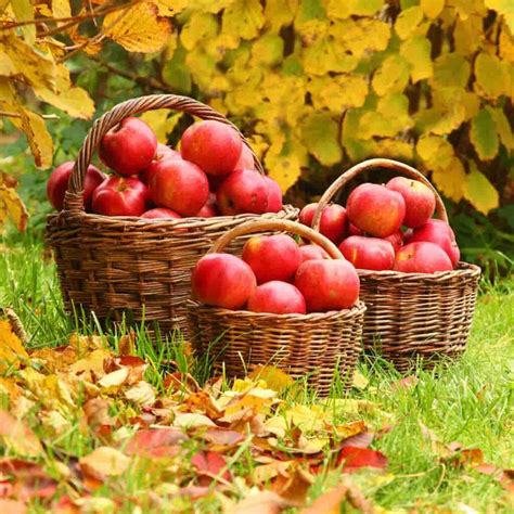 12 Awesome Apple Orchards In North Carolina Minneopa Orchards