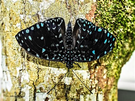 Butterfly A Male Starry Night Cracker Hamadryas Laodamia