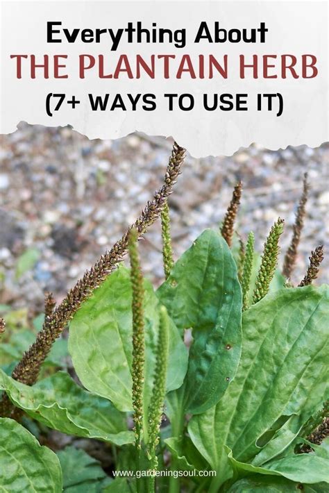 The Plantain Herb And Its Uses Medicinal Weeds Medicinal Herbs