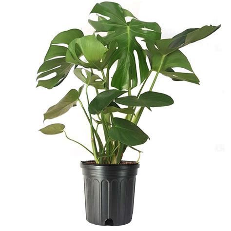 In this philodendron care guide, i will teach you how to grow philodendron indoors easily! Split Leaf Philodendron Monstera Deliciosa Live Plant 3 ...